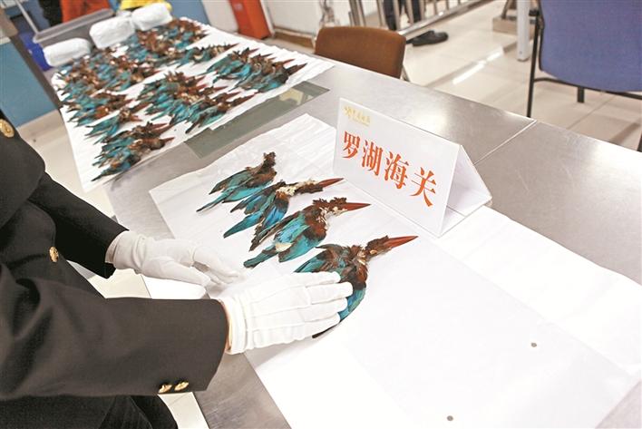 ▲罗湖海关查获的白胸翡翠鸟尸体。