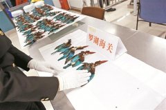 
防窃听产品旅客携带222只鸟类尸体入境在罗湖海关被截获